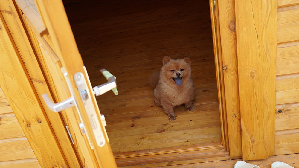 飼い主が見えなくなると吠え続けるのはなぜ？分離不安症について知っておこう