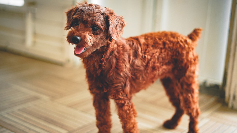 犬の社会化不足による問題行動の治し方と難しいと言われる理由とは