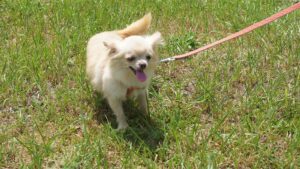 子犬のお散歩デビューを成功させる３ステップと注意点について学ぼう