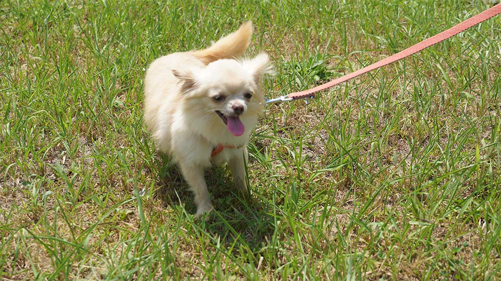 子犬のお散歩デビューを成功させる３ステップと注意点について学ぼう