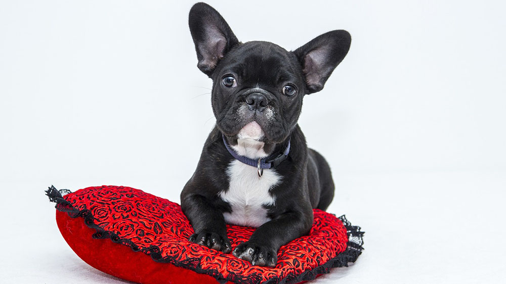 犬の社会化に”遅い”はない！社会化の理解とトレーニングについて