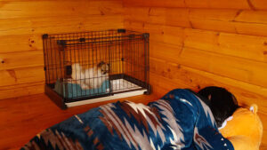 近所迷惑になっていないか心配…犬の夜泣きについて原因と対策を解説