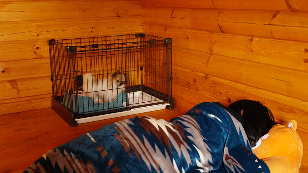 近所迷惑になっていないか心配…犬の夜泣きについて原因と対策を解説