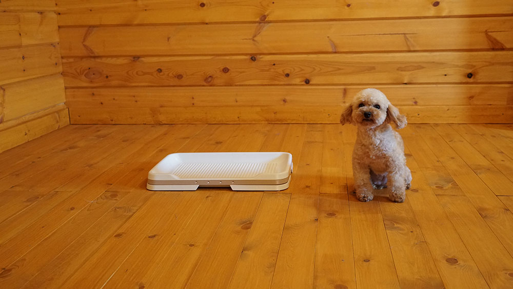 【犬のトイレ】ケージ内では成功するのに外に出ると失敗してしまう