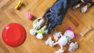 犬が興奮すると噛んでくるのはなぜ？理由と辞めさせ方について解説