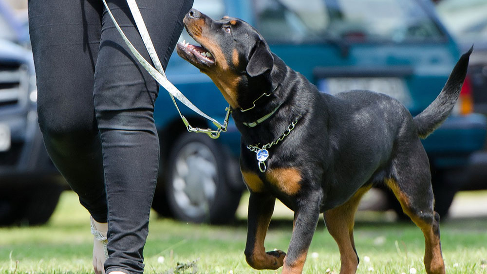 【訓練】災害時に愛犬を守るために役立つトレーニングについて解説
