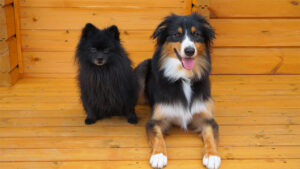 犬と飼い主が豊かに暮らすための目標となる【OPDES】チームテストについて