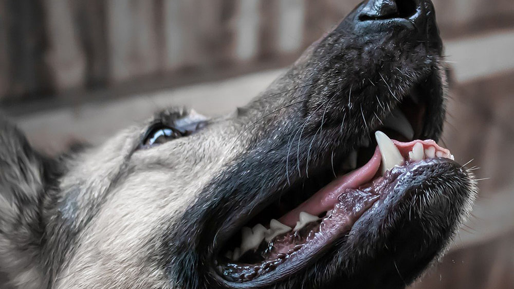 【犬のケア】歯磨きを嫌がってしまう犬に対して適切な方法を解説
