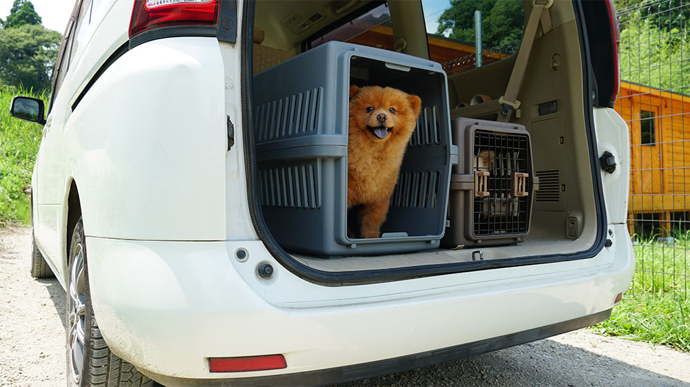 【旅好き】犬と快適に車で移動するには？ストレスを感じさせない秘訣