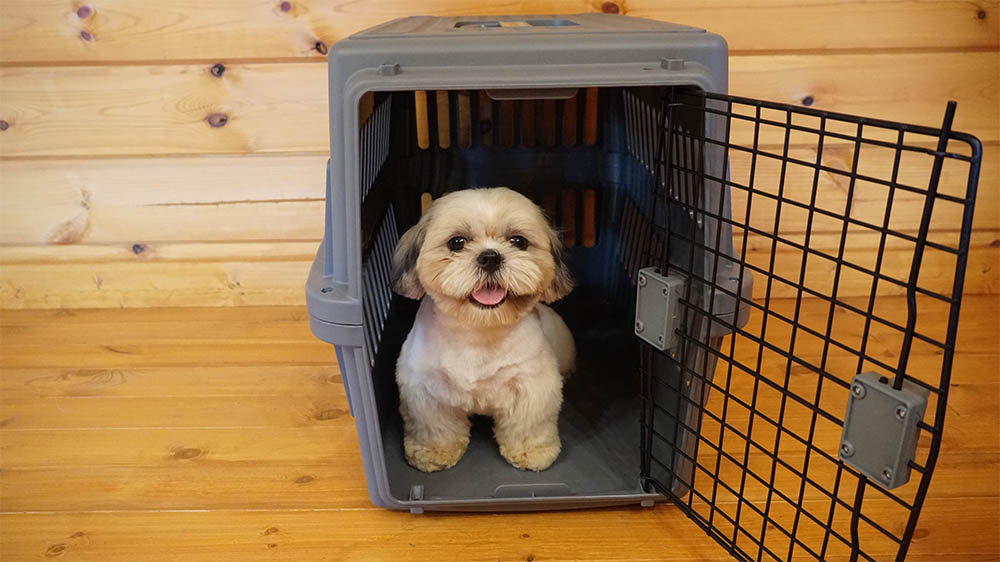 犬が安心できる空間を作るクレートトレーニングのやり方について解説