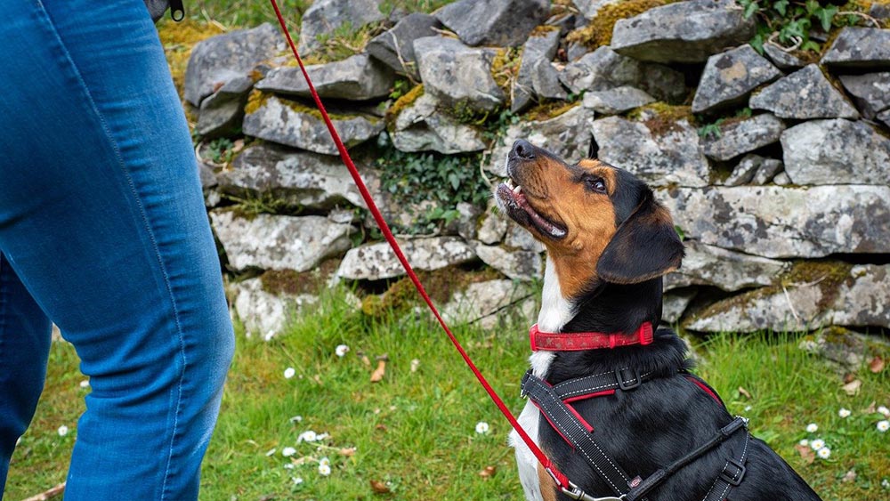 【犬と対話】ボディランゲージを読み取るための必要知識のまとめ