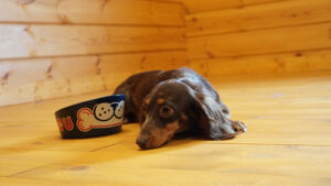 元気はあるのに犬がご飯を食べない理由と食べてもらう方法について