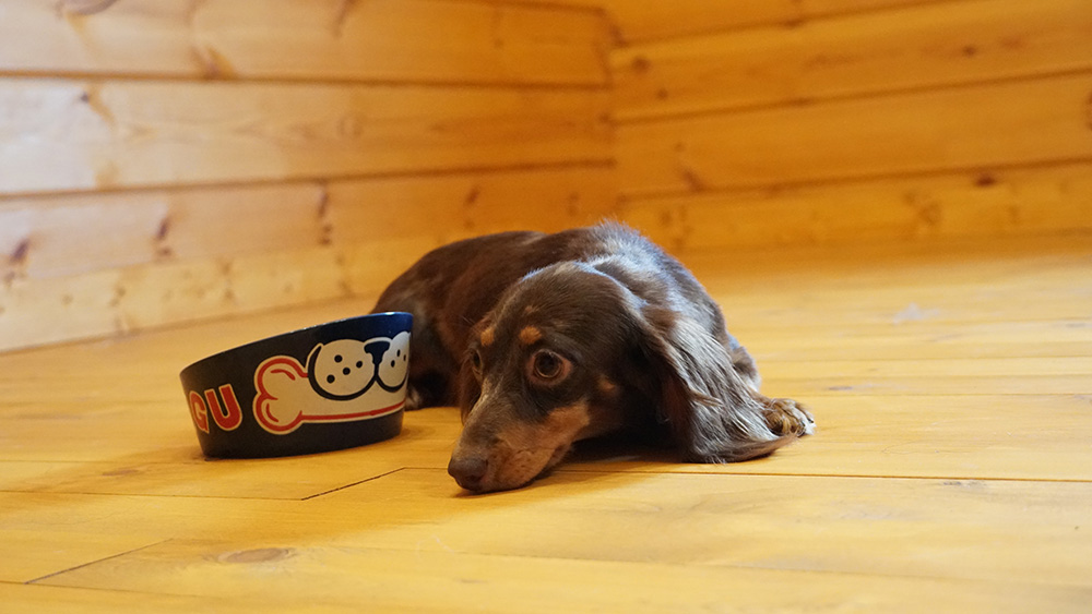 元気はあるのに犬がご飯を食べない理由と食べてもらう方法について