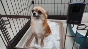 犬がトイレシートをボロボロ破いてしまう理由とやめさせる方法の解説