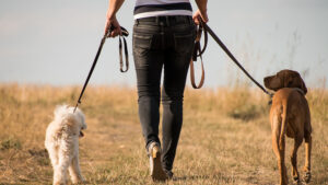 犬のお散歩の頻度についてサイズ別で解説【行けない時の対処法も解説】