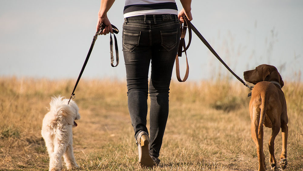 犬のお散歩の頻度についてサイズ別で解説【行けない時の対処法も解説】