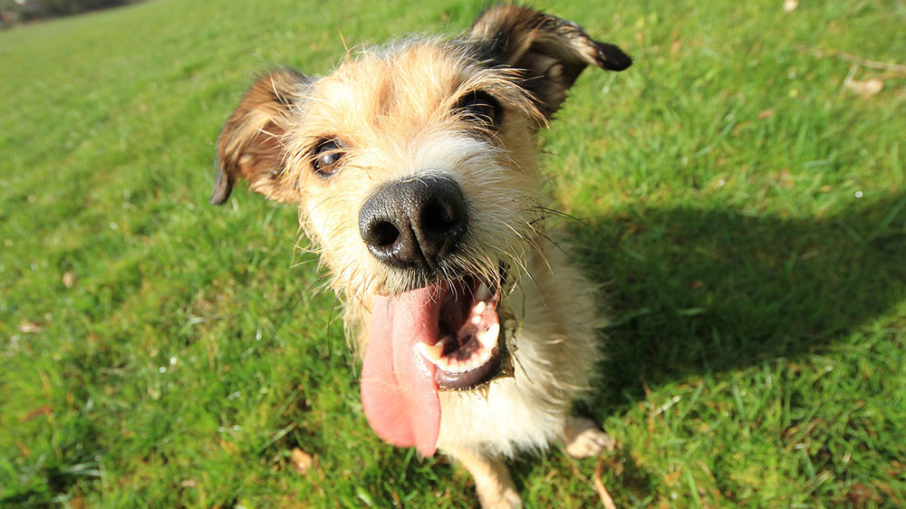 【食糞】なぜ犬はうんちを食べてしまうのか？原因と対策を詳しく解説