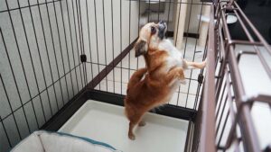犬の様子がいつもと違う？落ち着きがない場合の原因と対処方法を解説