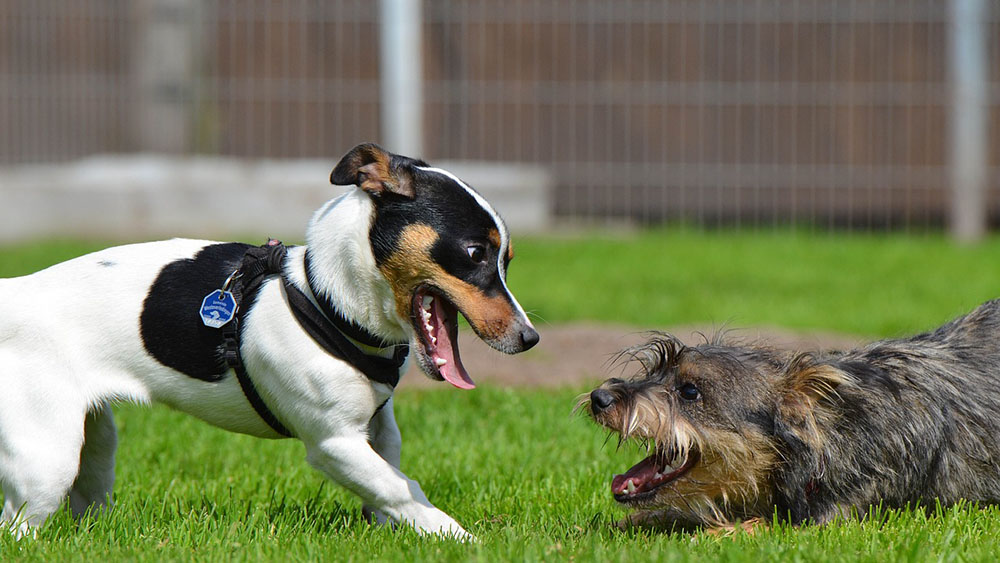 犬同士が仲良くできない理由は？ドッグランやお散歩での対処法も解説