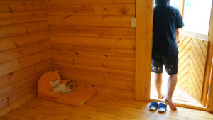 【共働き】犬を長時間お留守番させる時のコツと慣れさせ方について