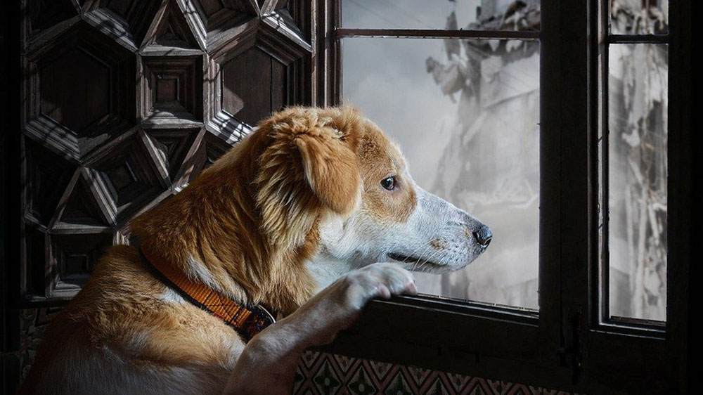 【防災】もしもの時に備えて”災害”から愛犬を守る準備と対策について