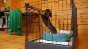 飼い主の帰宅時に犬が吠えてしまうのはなぜ？理由とやめさせ方を解説