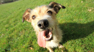 お留守番中に犬がうんちを踏んでしまうなぜ？原因と対策について解説