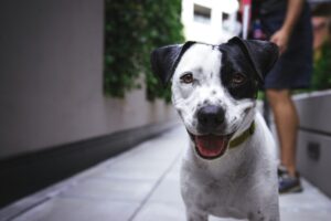 トイレとは違う？犬のマーキングの基本的な意味と原因について詳しく解説