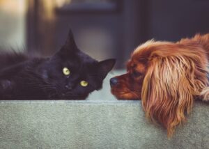 犬と猫を一緒に飼うことは可能？既に猫がいる家庭に犬を迎えるためには
