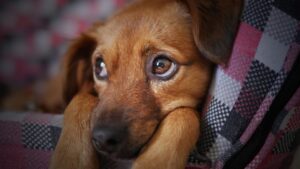 犬の留守番が8時間以上の長時間になってしまう場合の対策と注意点について