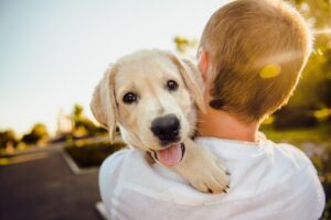 犬が飼い主に抱っこをせがむ理由と抱っこを嫌がる理由について