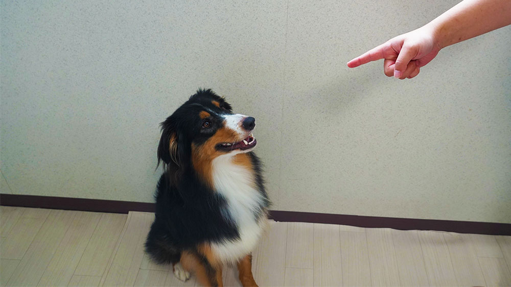 犬のしつけで正しい叱り方とは？「怒る」ではなく「叱る」を意識しよう