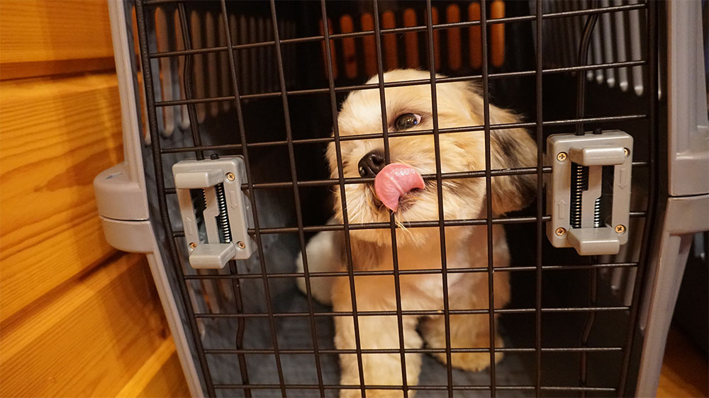犬がケージを噛んでしまう原因と対策ついて！木製の素材は要注意！