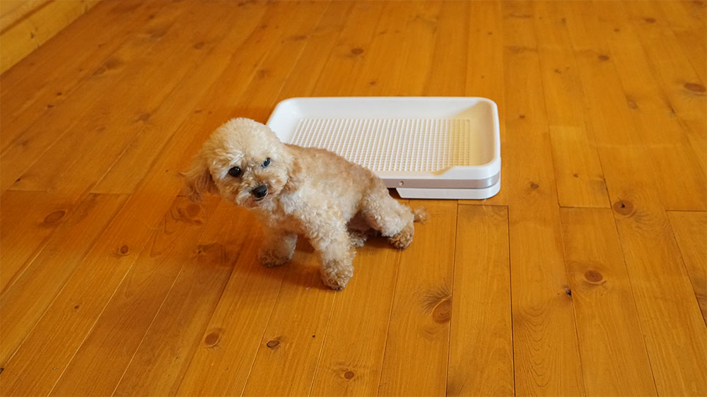 愛犬のトイレの失敗はもしかしてわざとかも？外す理由と対策について