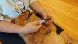 ケアが嫌いな犬との信頼関係を構築するリラックスポジションについて