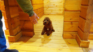 犬にキッチンや寝室など入ってはいけない場所を教える方法のコツ