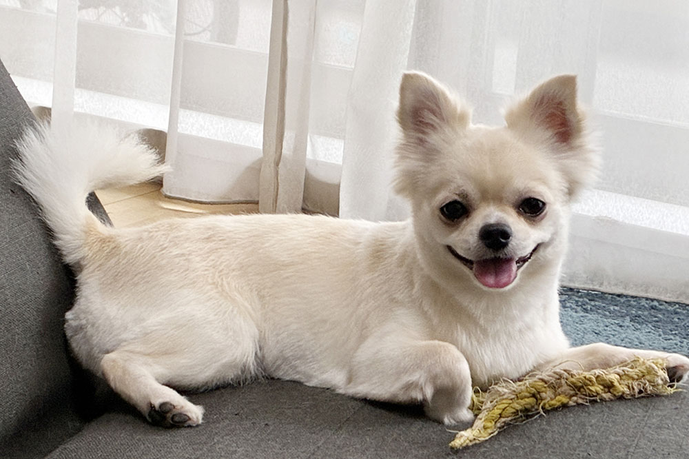 チワワの性格と魅力｜オスとメスの違いや飼い方のポイントを解説！