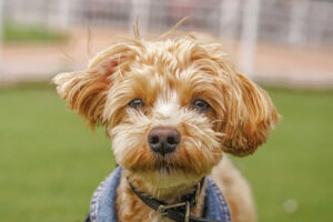 毛が抜けない犬種の種類は？小型犬・中型犬・大型犬ごとに特徴を紹介