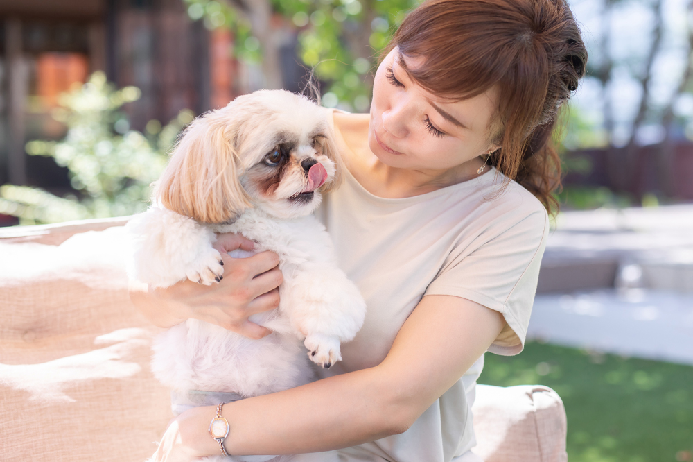 おとなしい性格の犬が飼いたい!人気犬種を小型・中型・大型で紹介!