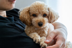 子犬を購入するならペットショップ？ブリーダー？それぞれの特徴を解説