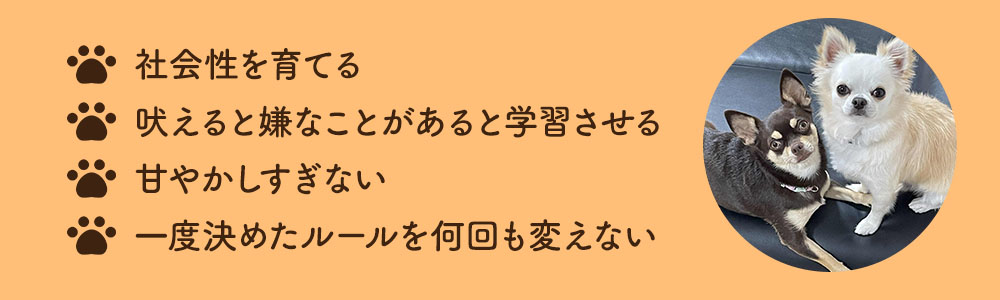 チワワの性格に合わせた飼い方のポイント