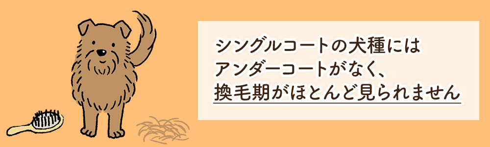 毛が抜けない(毛が抜けにくい)犬種とは?