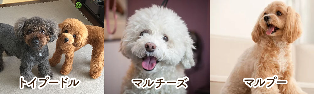 毛が抜けない小型犬5選