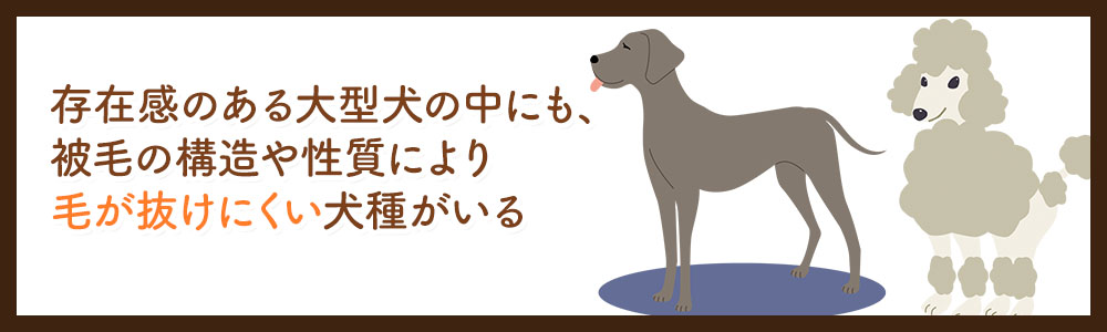 毛が抜けない大型犬3選