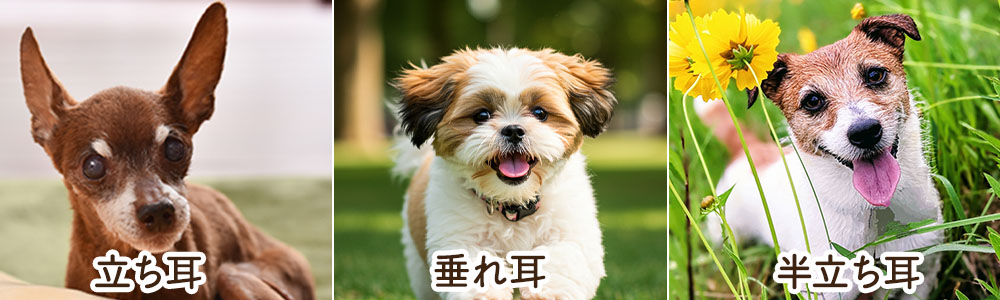 垂れ耳の犬の魅力とは