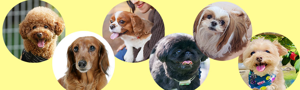 垂れ耳の犬の魅力とは