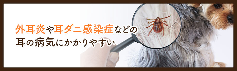 垂れ耳の犬の飼育で気をつけたいこと