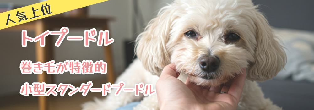 トイプードルとは