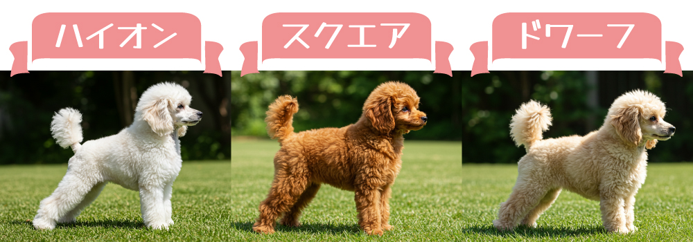 トイプードル(プードル)の体型の種類