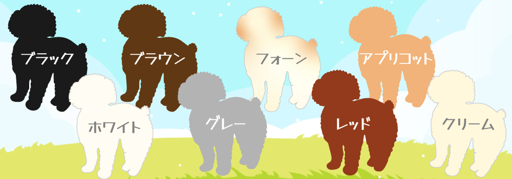 トイプードルの毛色の一覧表
